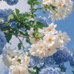 رفيعة غيوى خيخي
